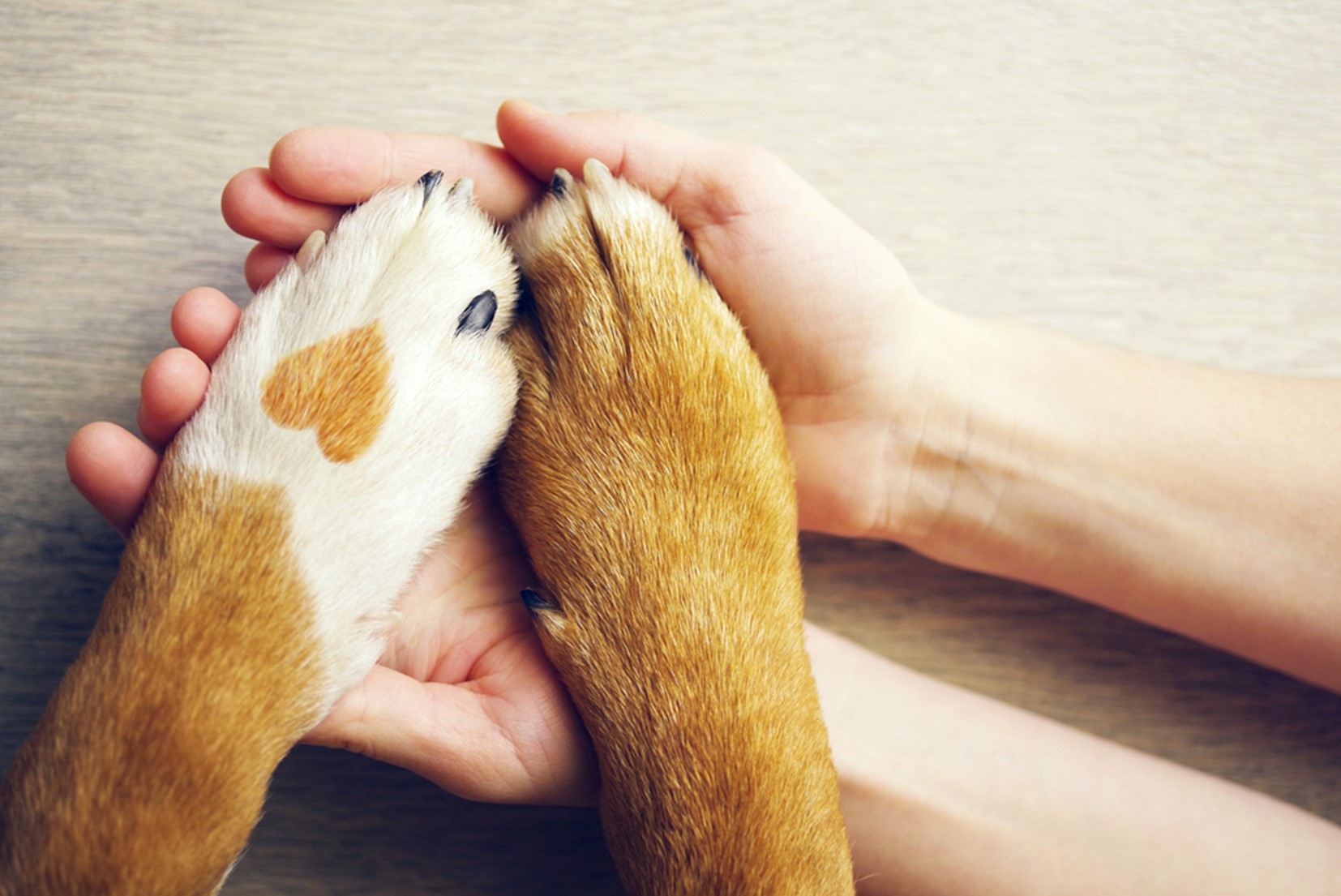 Srce na pasji tački in razprte dlani, ki ponazarjajo prijateljstvo, zaupanje in ljubezen.