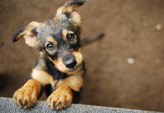 Iskreni pasji pogled - pes se steguje k vrhu betonskega zidu in čaka na svoje nove lastnike.
