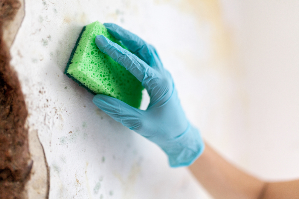 Če je v vašem domu plesen, jo morate čim prej očistiti.