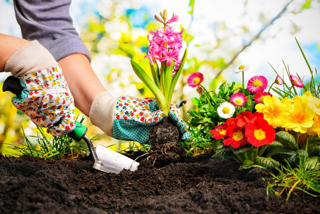 Ženska v vrtnarskih rokavicah v zemljo sadi pisane cvetlice.