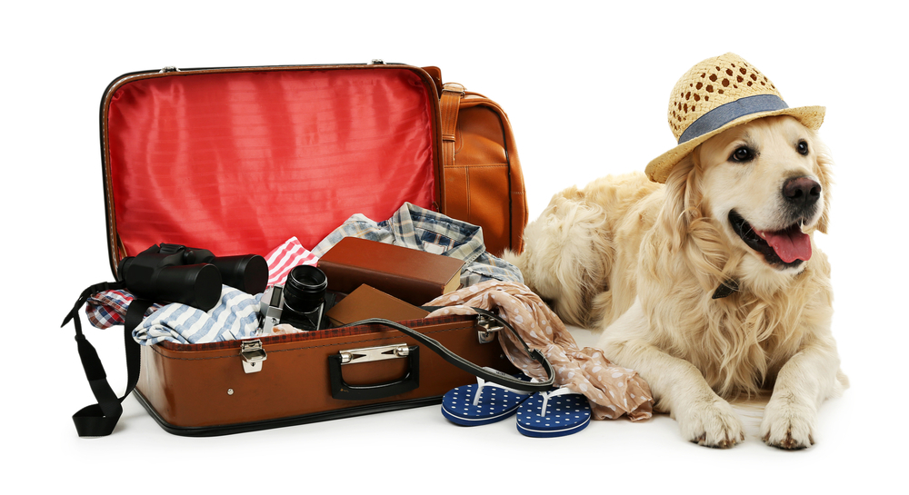  Lastniki hišnih ljubljenčkov v svoj potovalni kovček spakirajo tudi pasjo hrano in opremo.